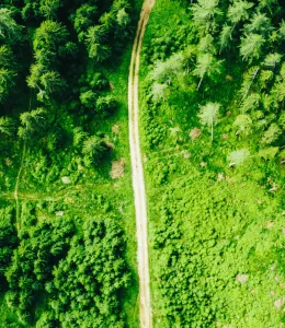 Exploitation forestière